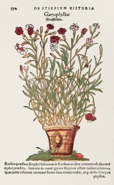 Garofano, da De Historia Stirpium di Leonard Fuchs da Swiss School